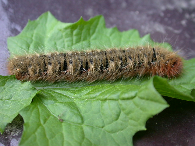 Lasiocampa quercus