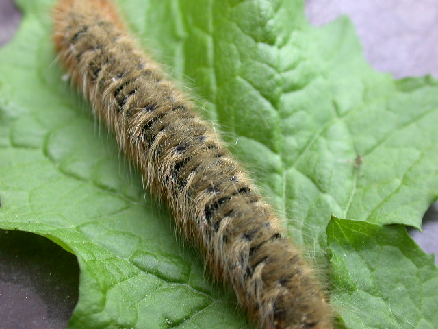 Lasiocampa quercus