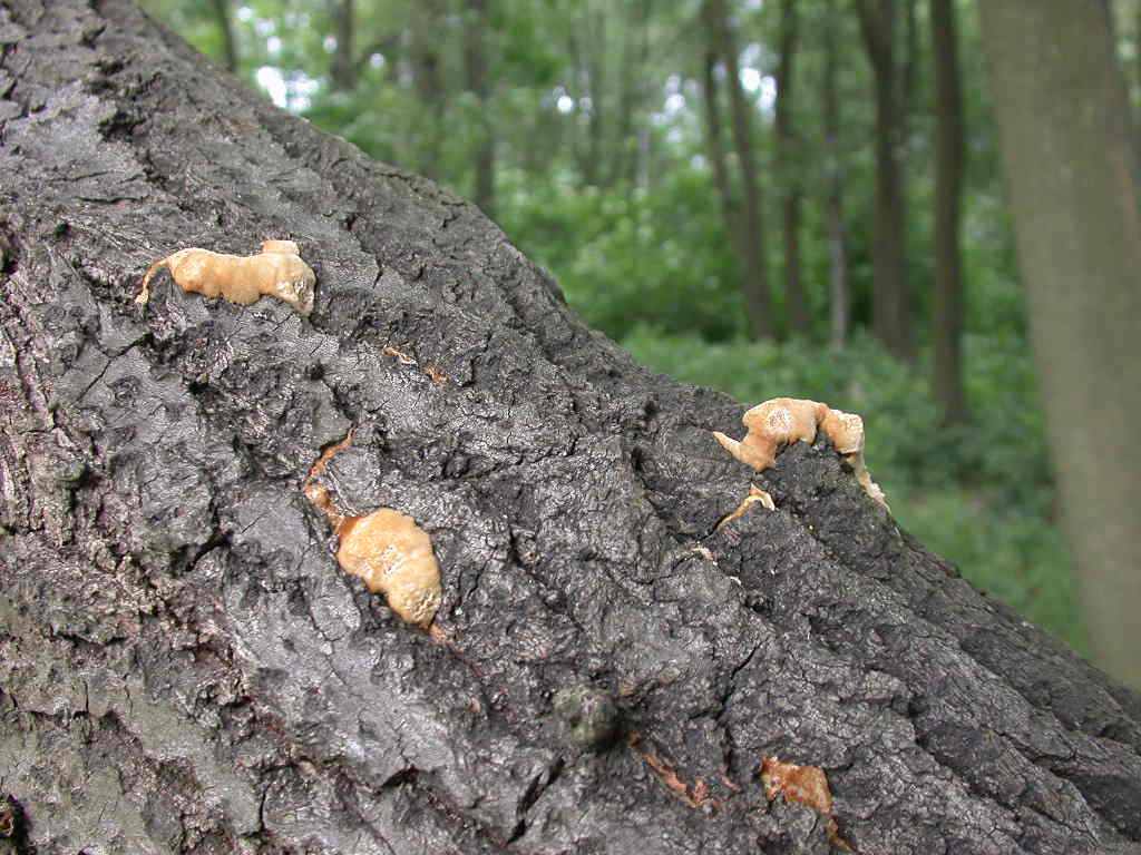 Un bellissimo peloseto ... QUIZ