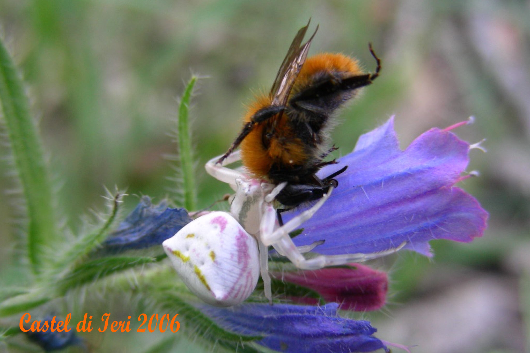 ANCHE QUESTO......- Echium sp.