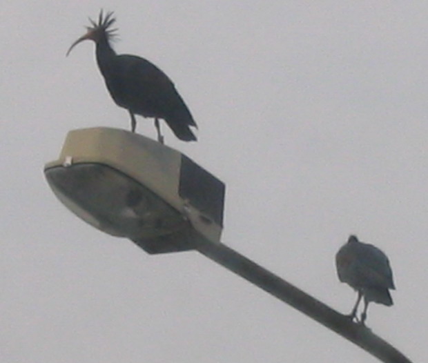 Ibis eremita! Geronticus eremita