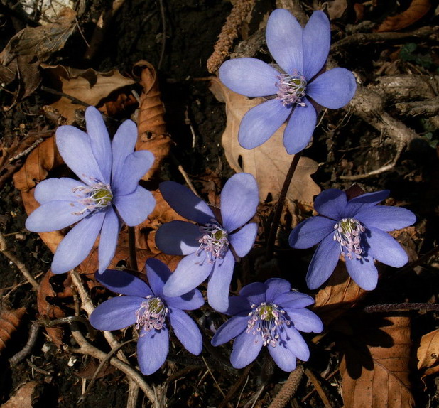Hepatica nobilis / Erba trinit
