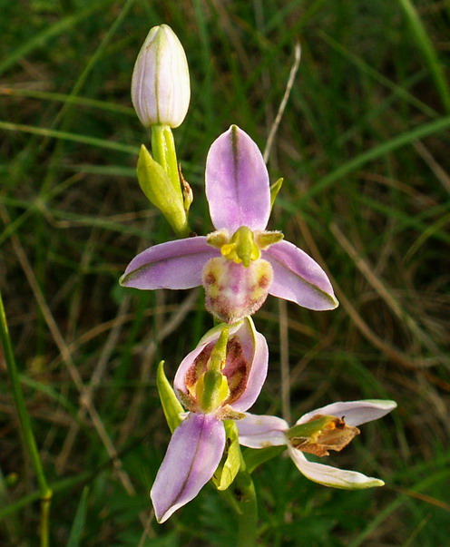 Ophrys apifera var. tilaventina ?