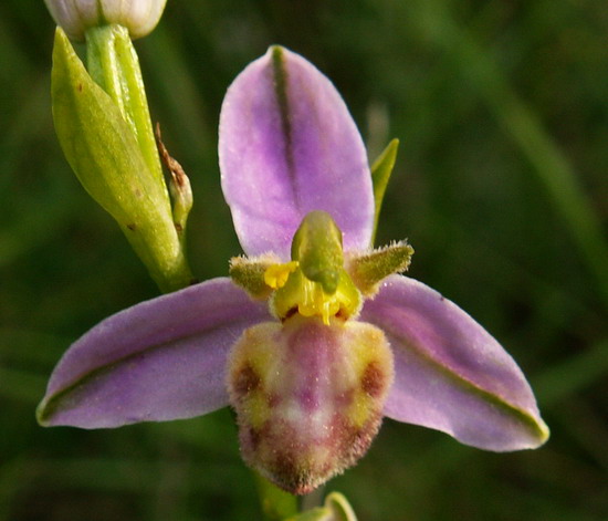 Ophrys apifera var. tilaventina ?