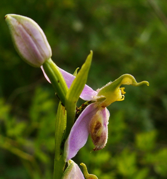 Ophrys apifera var. tilaventina ?
