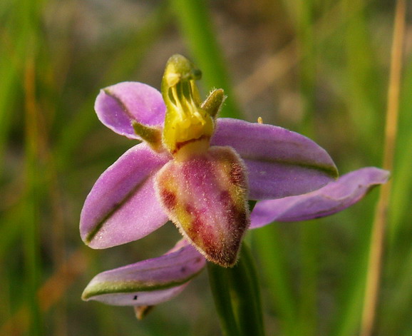 Ophrys apifera var. tilaventina ?