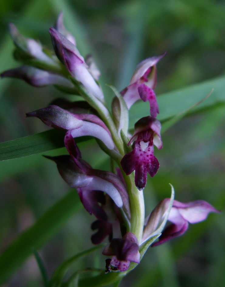 Orchis coriophora