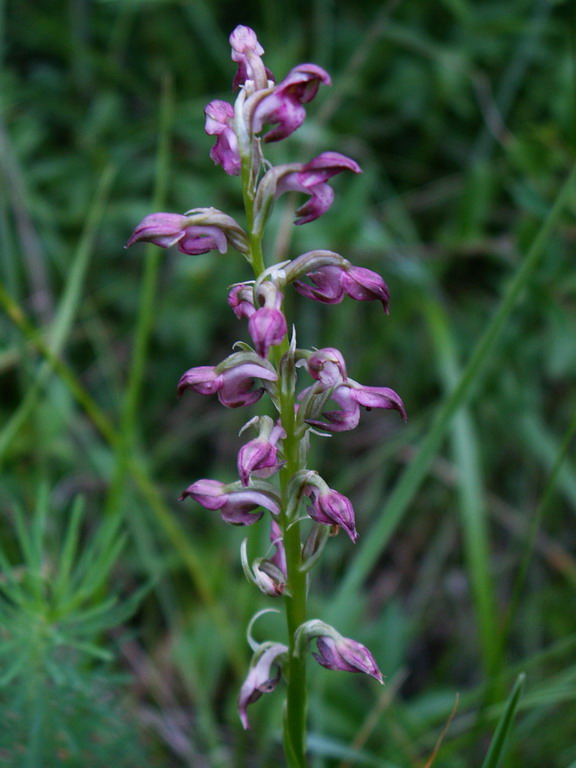 Orchis coriophora