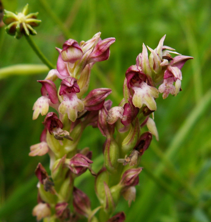 Orchis coriophora