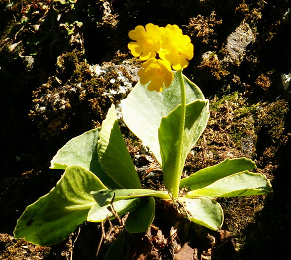 Primula auricula /  Primula orecchia d''orso