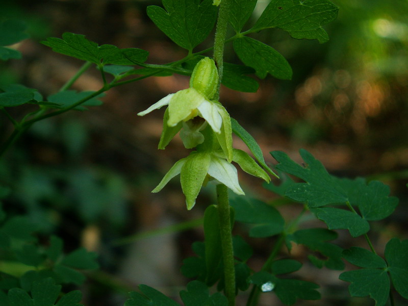 Epipactis muelleri Godfery