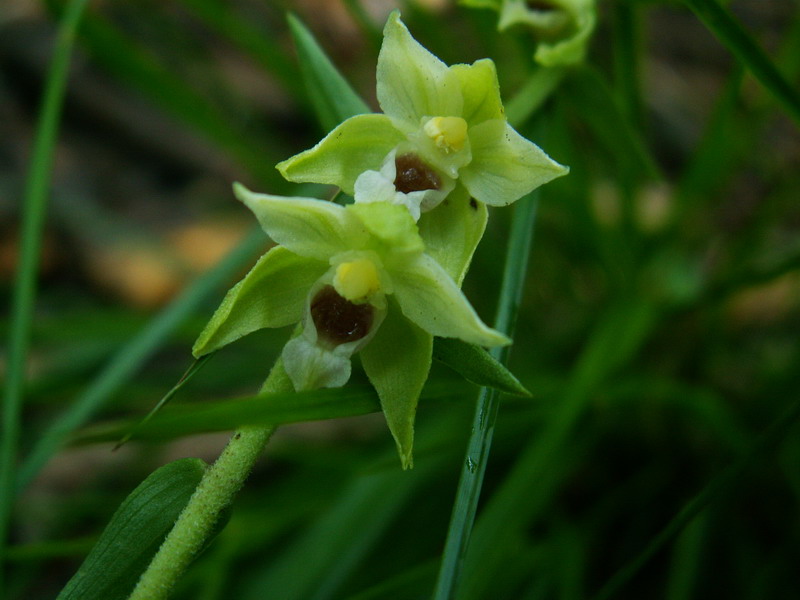 Epipactis muelleri Godfery