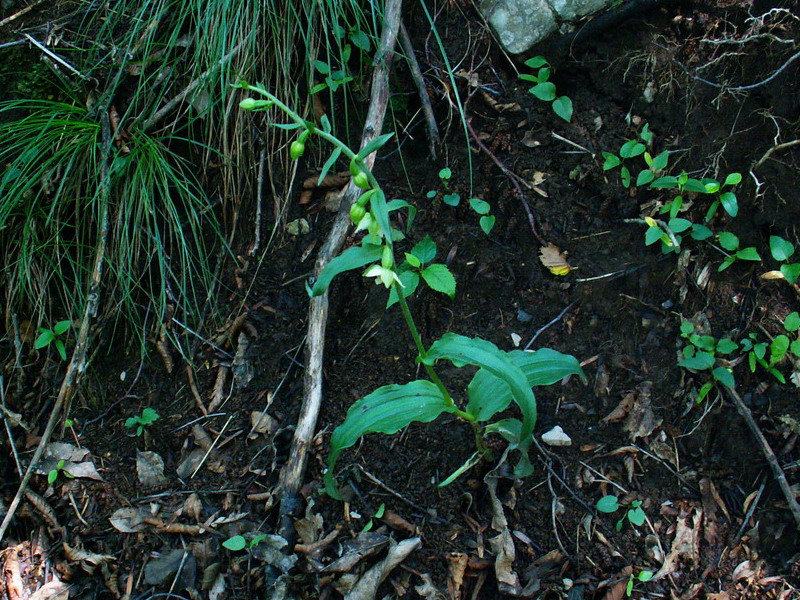 Epipactis muelleri Godfery