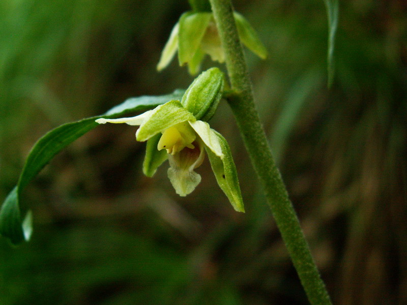 Epipactis muelleri Godfery