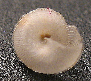 Anatoma aspera e  A. umbilicata