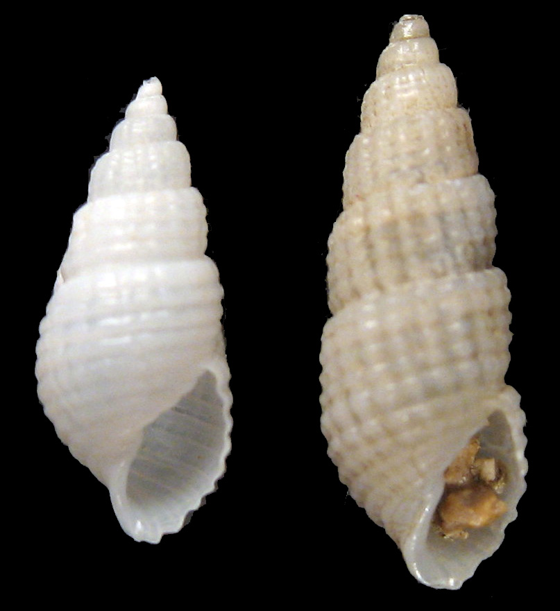 Euparthenia humboldti (Risso, 1826)