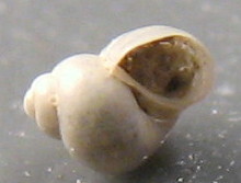 Rissoella inflata