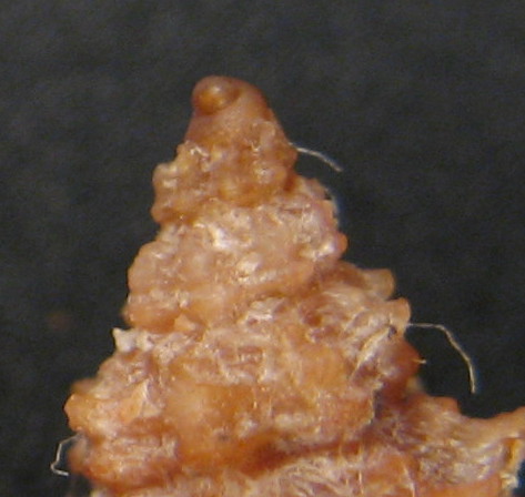 Pollia scabra