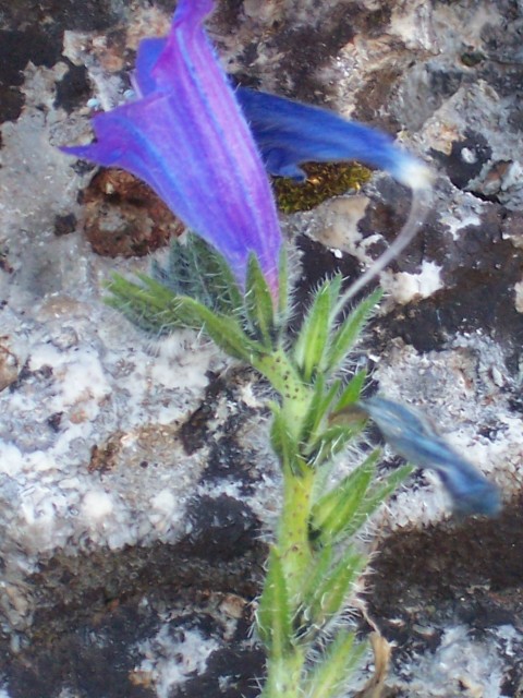 echium vulgare?
