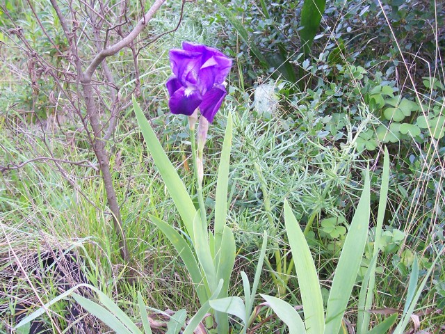 Iris germanica