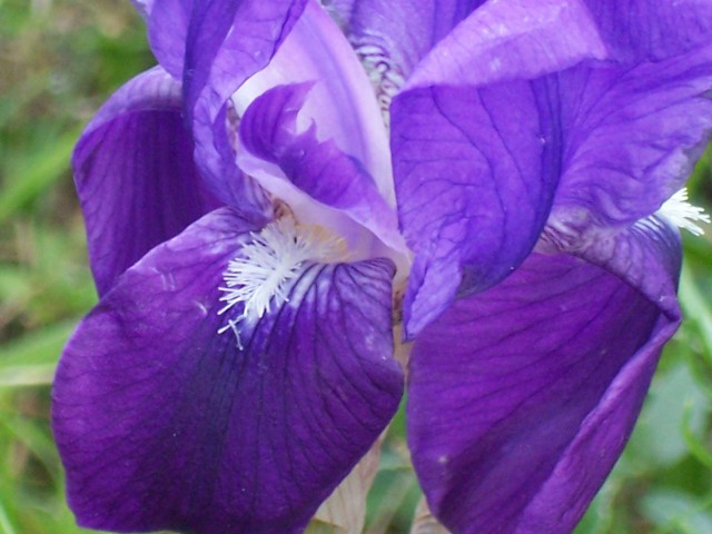 Iris germanica