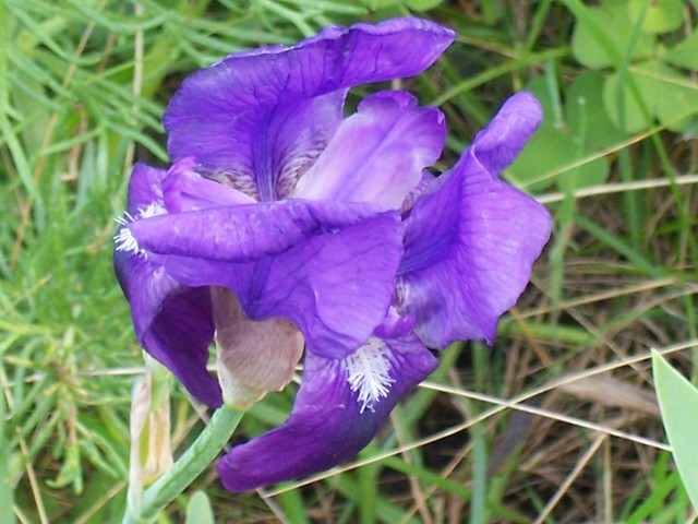 Iris germanica