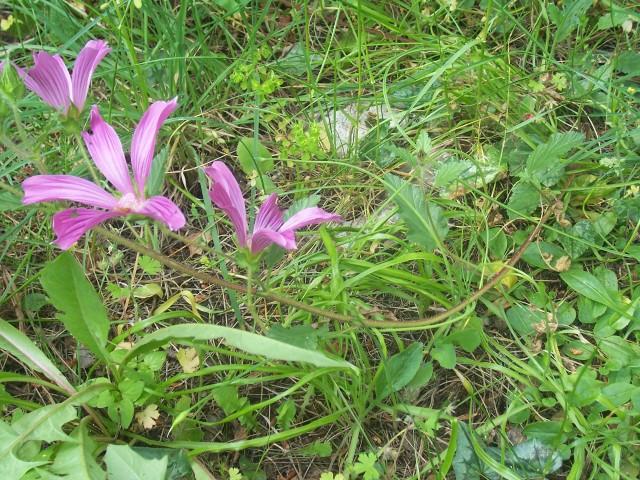 Malope malacoides / Malobe