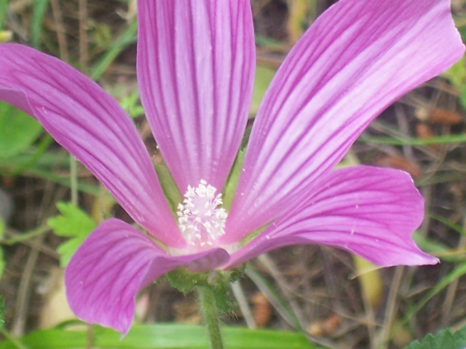 Malope malacoides / Malobe