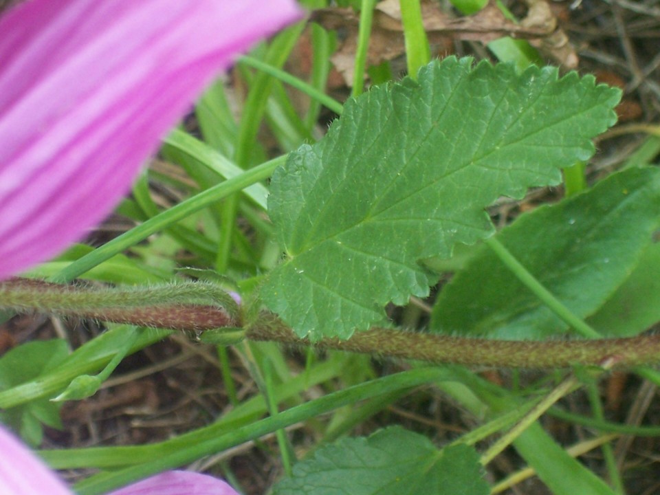 Malope malacoides / Malobe