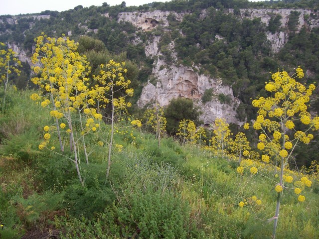 Gravine