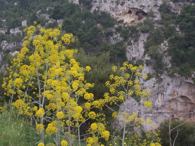 Gravine