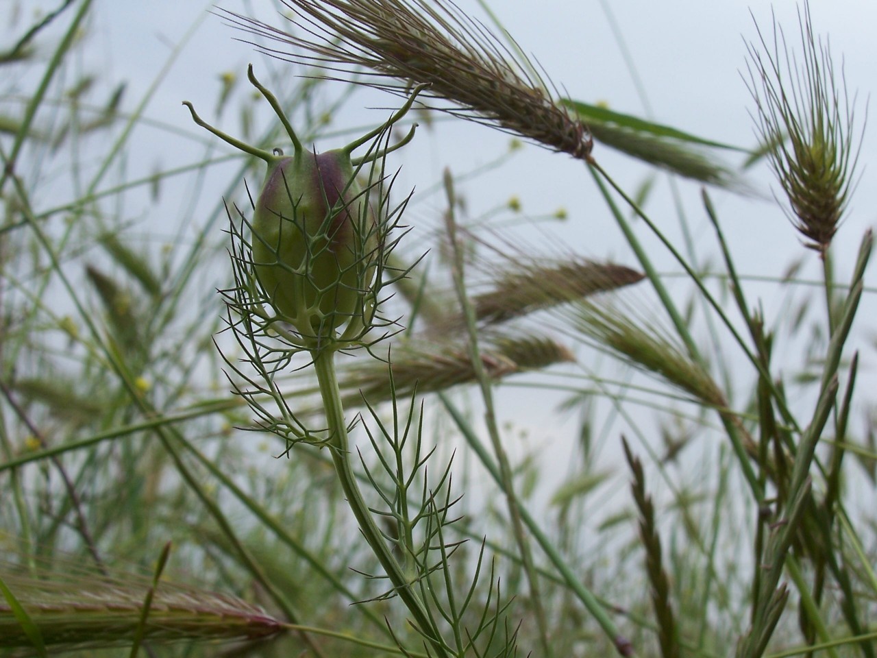 Nigella damascena / Damigella scapigliata