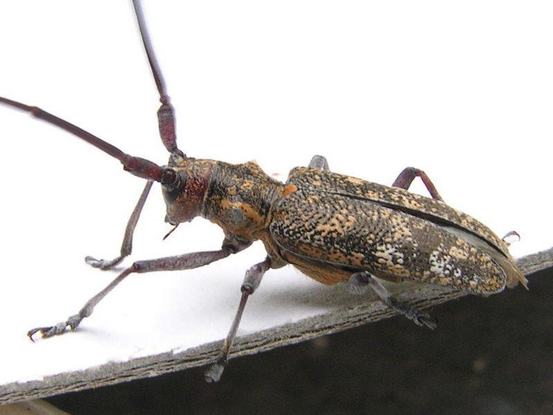 cerambicide - Monochamus galloprovincialis