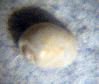 Diaphana?