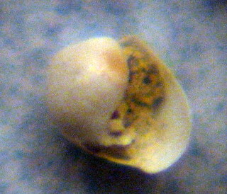 Diaphana?
