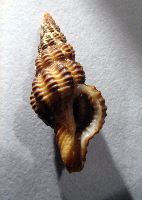 Fusinus labronicus