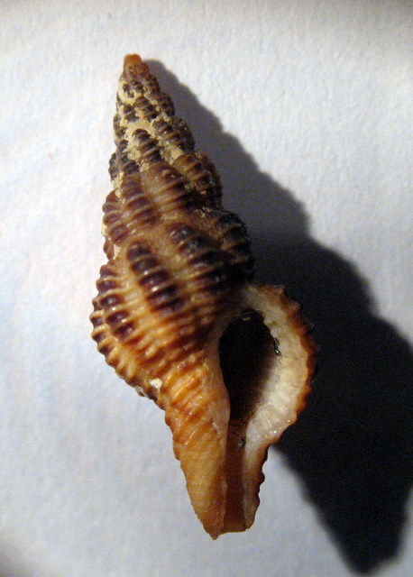 Fusinus labronicus