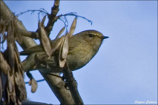 Lu piccolo - Phylloscopus collybita