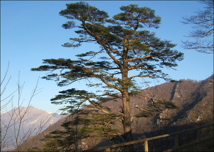 Albero da riconoscere - Pinus cfr. nigra