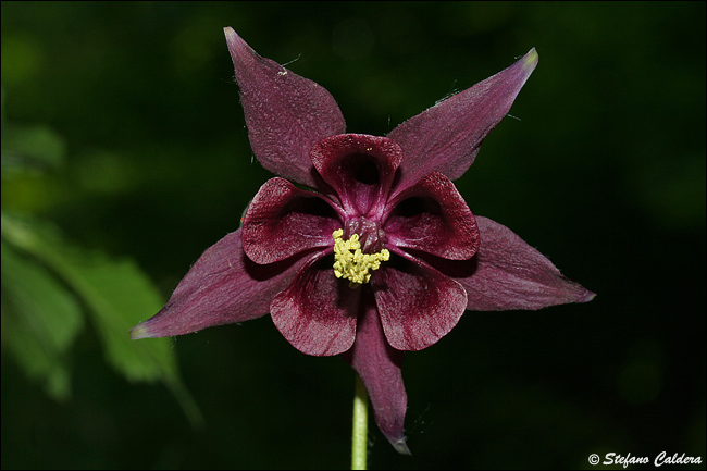 Aquilegia atrata / Aquilegia scura