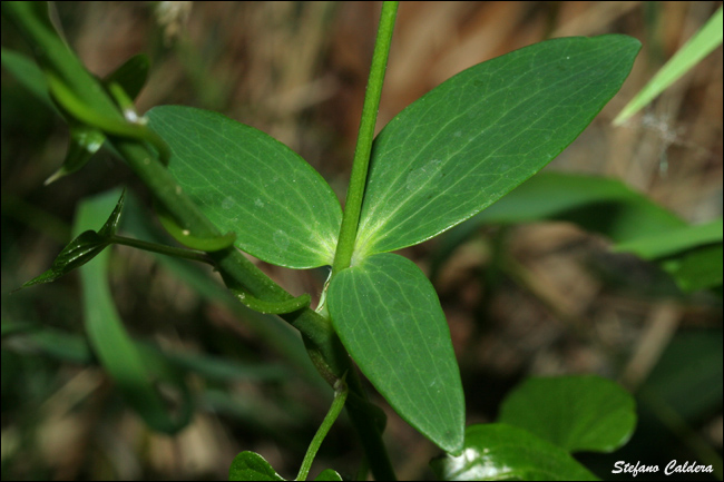 Aquilegia atrata / Aquilegia scura