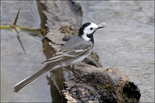 ballerina bianca - Motacilla alba