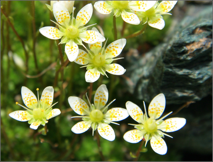 Saxifraga bryoides / Sassifraga brioide