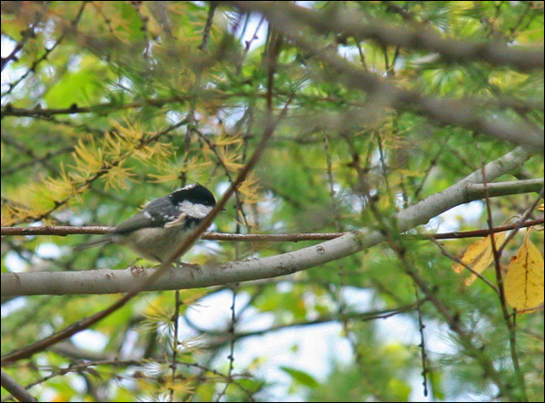 Cincia mora - Periparus ater