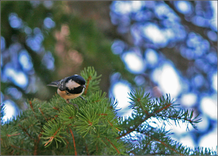 Cincia mora - Periparus ater