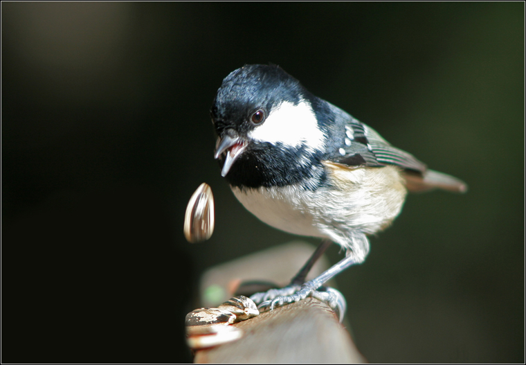 Cincia mora - Periparus ater