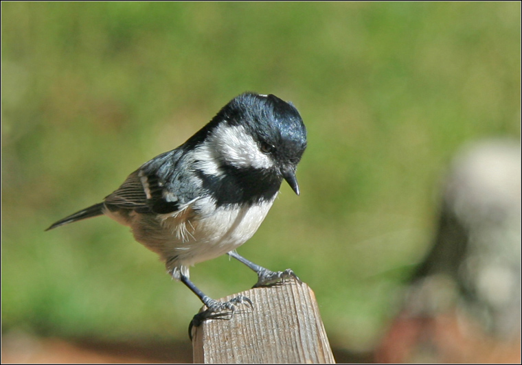 Cincia mora - Periparus ater