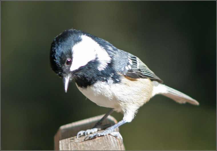 Cincia mora - Periparus ater