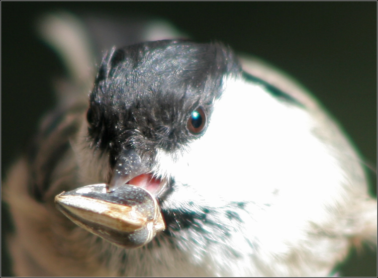 Cincia mora - Periparus ater