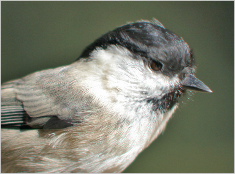 Cincia mora - Periparus ater